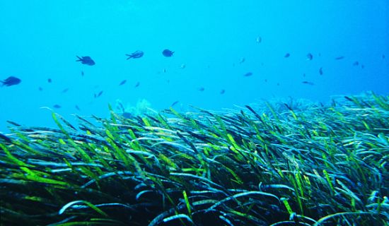 Bodrum Yarımadası’nda Deniz Çayırları Temelinde Deniz-Kıyı Alanlarının Korunması